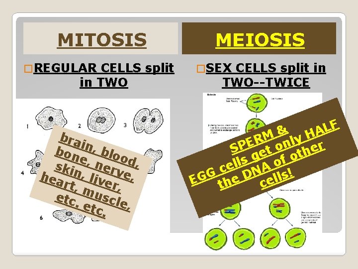 MITOSIS � REGULAR CELLS split in TWO bra i bon n, blo e, n