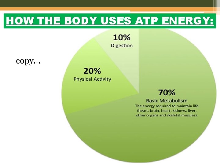 HOW THE BODY USES ATP ENERGY: copy… 