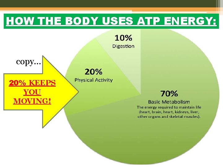 HOW THE BODY USES ATP ENERGY: copy… 20% KEEPS YOU MOVING! 