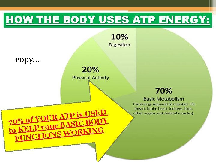 HOW THE BODY USES ATP ENERGY: copy… ED S U s i P T