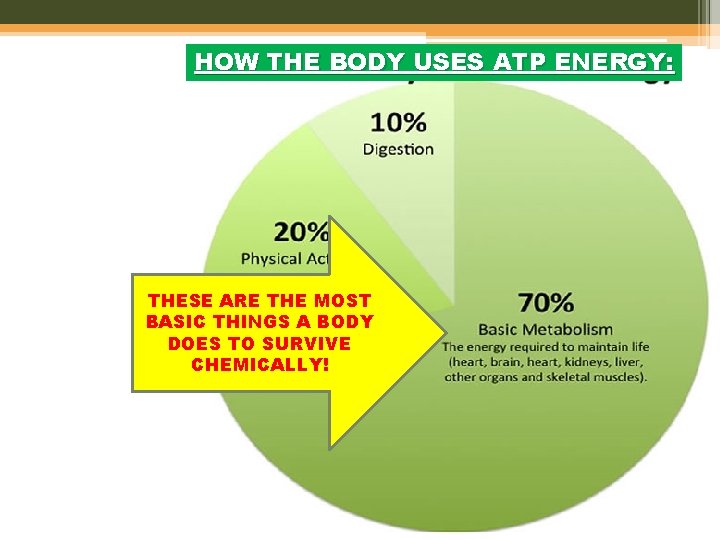 HOW THE BODY USES ATP ENERGY: THESE ARE THE MOST BASIC THINGS A BODY