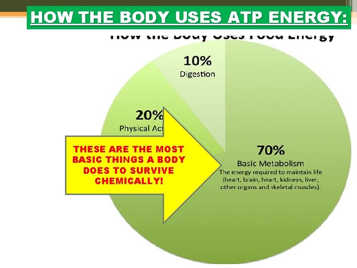 HOW THE BODY USES ATP ENERGY: THESE ARE THE MOST BASIC THINGS A BODY