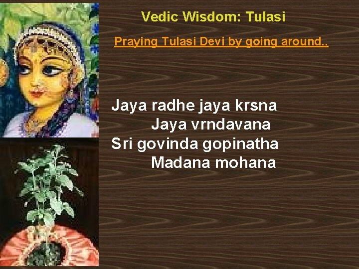 Vedic Wisdom: Tulasi Praying Tulasi Devi by going around. . Jaya radhe jaya krsna