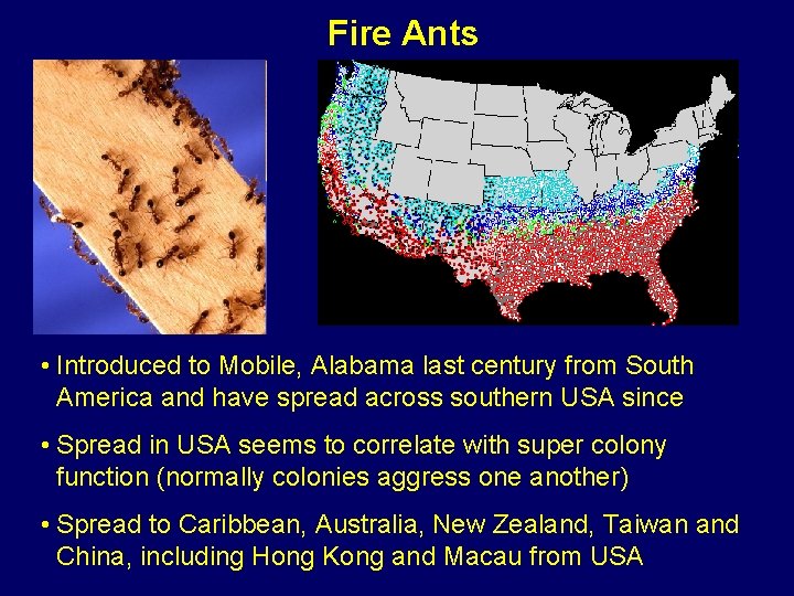 Fire Ants • Introduced to Mobile, Alabama last century from South America and have