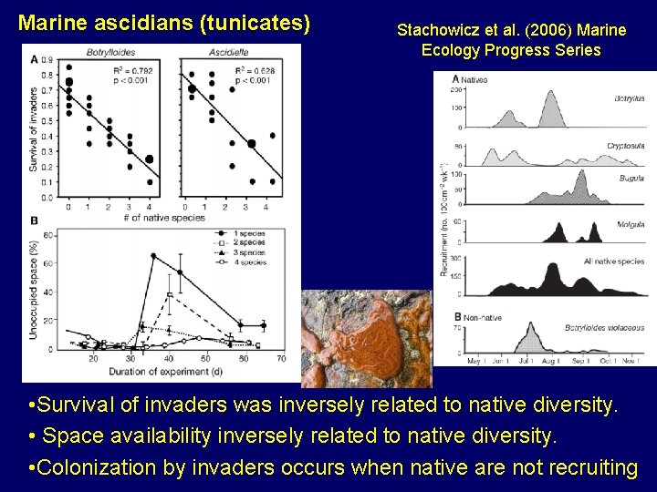 Marine ascidians (tunicates) Stachowicz et al. (2006) Marine Ecology Progress Series • Survival of