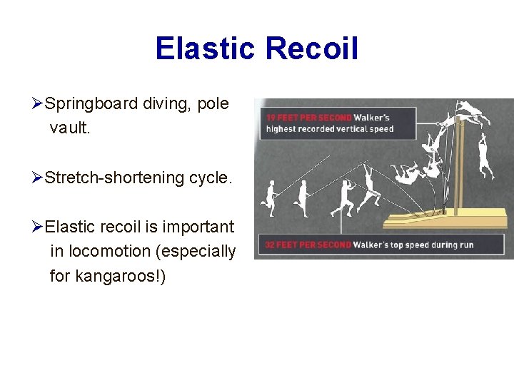 Elastic Recoil Springboard diving, pole vault. Stretch-shortening cycle. Elastic recoil is important in locomotion