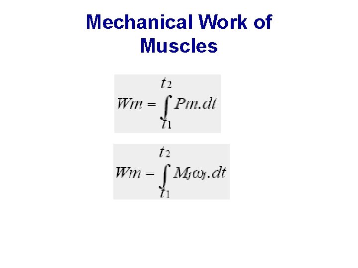 Mechanical Work of Muscles 