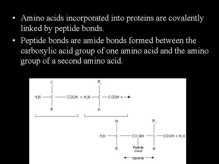• Amino acids incorporated into proteins are covalently linked by peptide bonds. • • Amino acids incorporated into proteins are covalently linked by peptide bonds. •