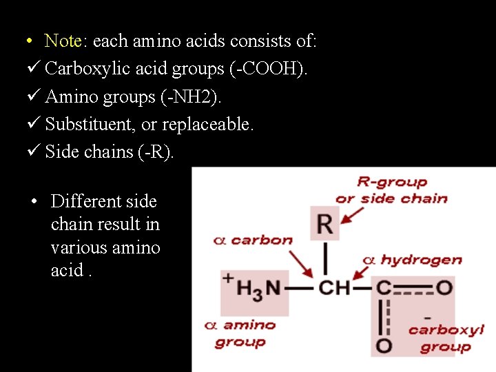• Note: each amino acids consists of: ü Carboxylic acid groups (-COOH). ü • Note: each amino acids consists of: ü Carboxylic acid groups (-COOH). ü