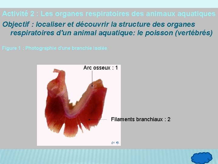 Activité 2 : Les organes respiratoires des animaux aquatiques Objectif : localiser et découvrir