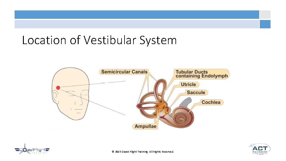 Location of Vestibular System © 2015 Coast Flight Training. All Rights Reserved. 