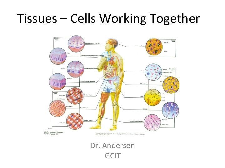 Tissues – Cells Working Together Dr. Anderson GCIT 