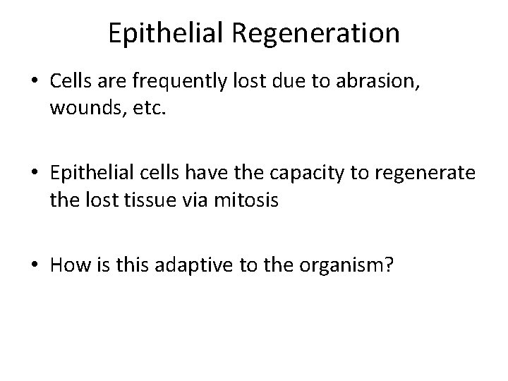 Epithelial Regeneration • Cells are frequently lost due to abrasion, wounds, etc. • Epithelial