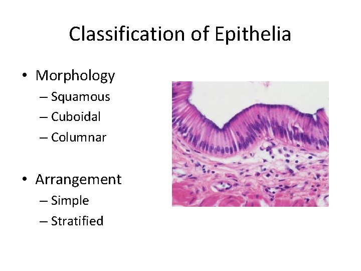 Classification of Epithelia • Morphology – Squamous – Cuboidal – Columnar • Arrangement –