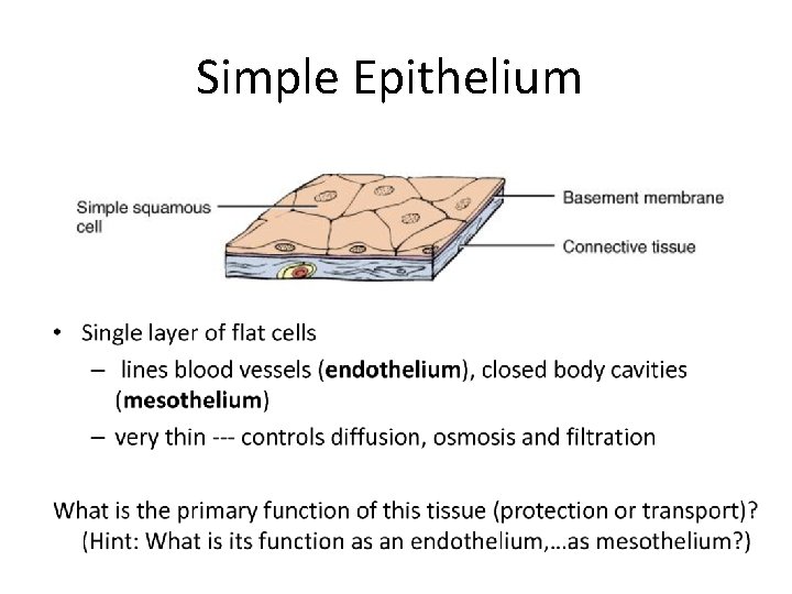 Simple Epithelium 