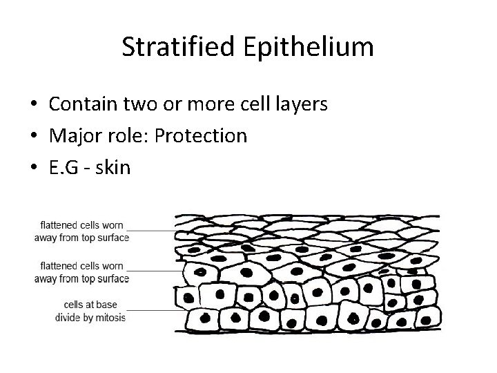 Stratified Epithelium • Contain two or more cell layers • Major role: Protection •