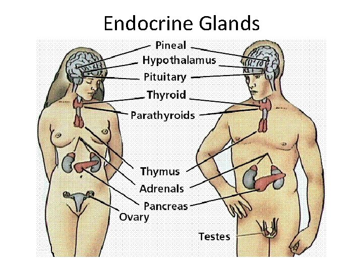 Endocrine Glands 
