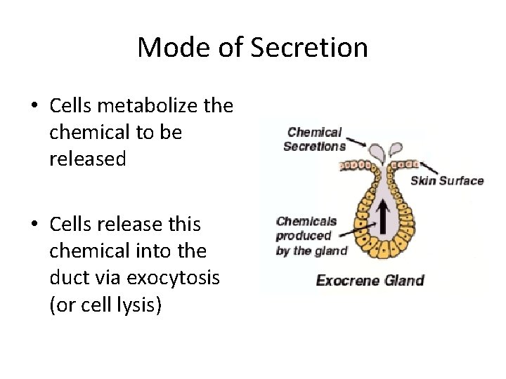 Mode of Secretion • Cells metabolize the chemical to be released • Cells release