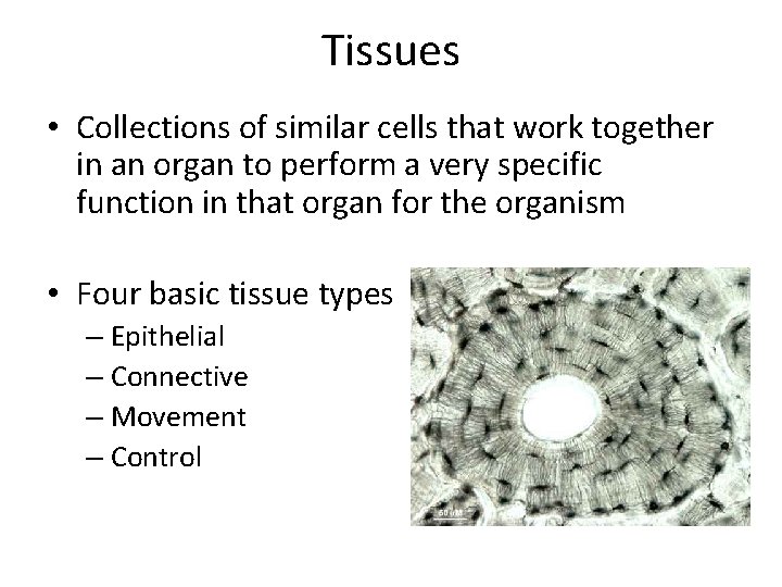 Tissues • Collections of similar cells that work together in an organ to perform