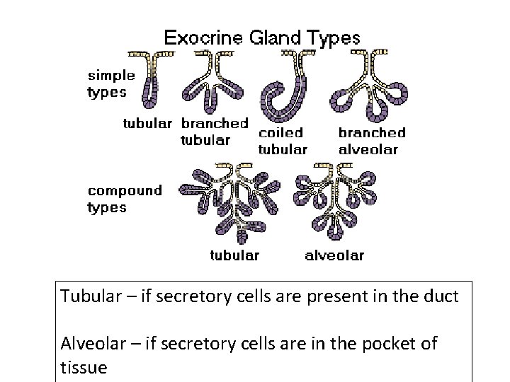 Tubular – if secretory cells are present in the duct Alveolar – if secretory