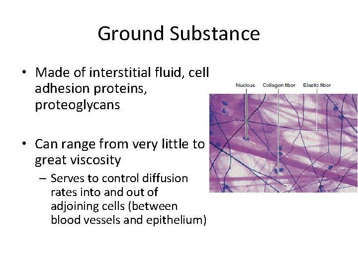 Ground Substance • Made of interstitial fluid, cell adhesion proteins, proteoglycans • Can range