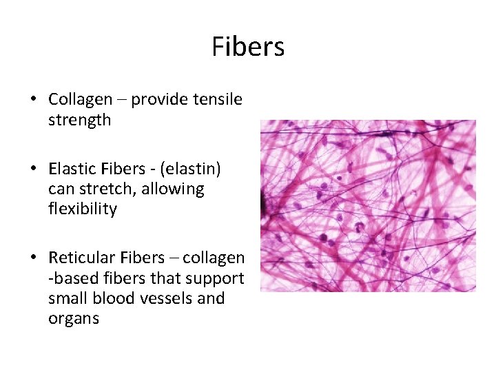 Fibers • Collagen – provide tensile strength • Elastic Fibers - (elastin) can stretch,