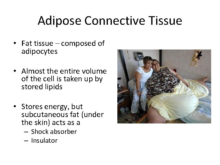 Adipose Connective Tissue • Fat tissue – composed of adipocytes • Almost the entire