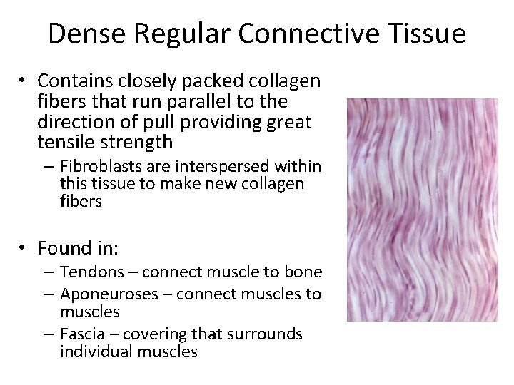 Dense Regular Connective Tissue • Contains closely packed collagen fibers that run parallel to