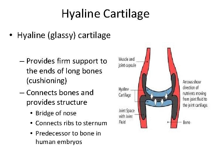 Hyaline Cartilage • Hyaline (glassy) cartilage – Provides firm support to the ends of