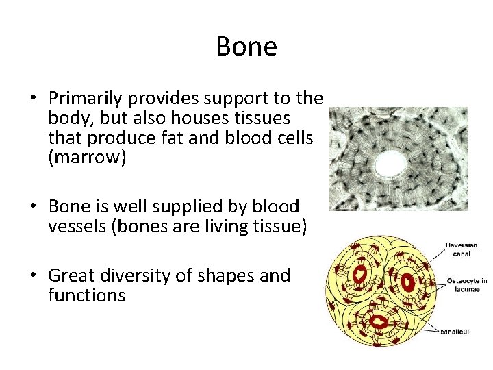 Bone • Primarily provides support to the body, but also houses tissues that produce