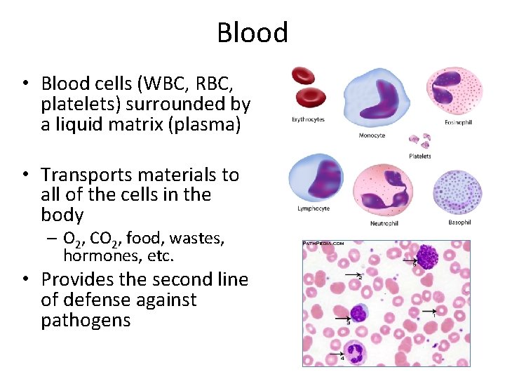 Blood • Blood cells (WBC, RBC, platelets) surrounded by a liquid matrix (plasma) •