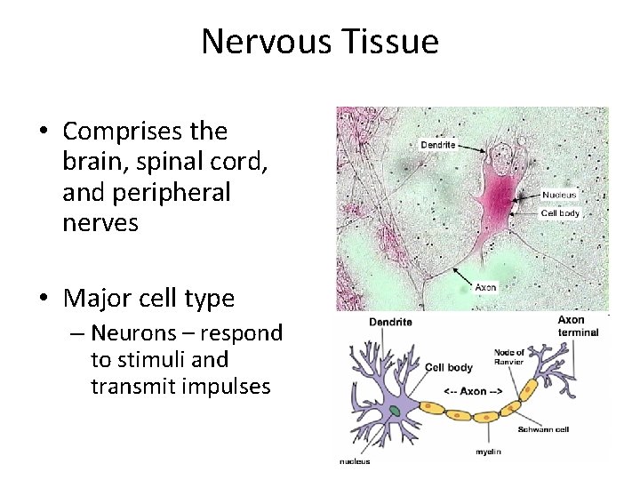 Nervous Tissue • Comprises the brain, spinal cord, and peripheral nerves • Major cell