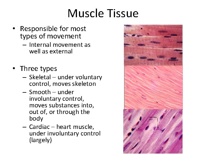 Muscle Tissue • Responsible for most types of movement – Internal movement as well
