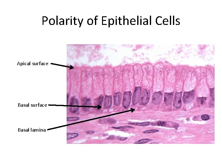 Polarity of Epithelial Cells Apical surface Basal lamina 