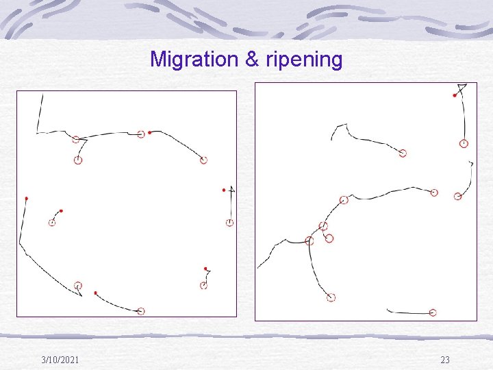 Migration & ripening 3/10/2021 23 