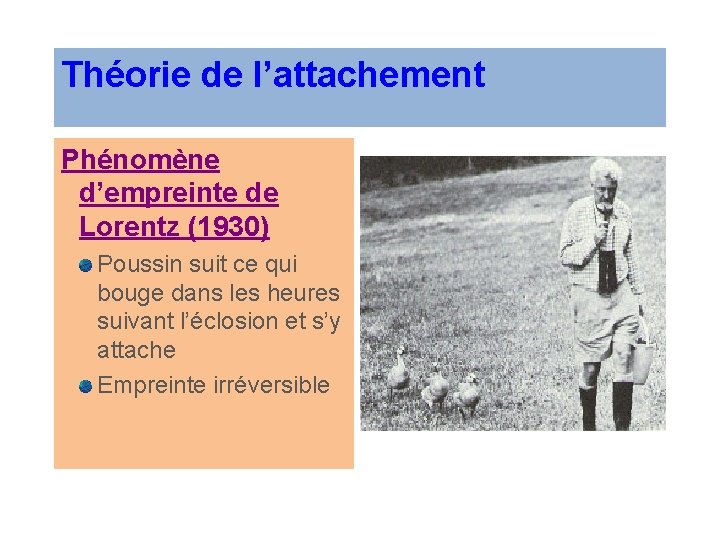 Théorie de l’attachement Phénomène d’empreinte de Lorentz (1930) Poussin suit ce qui bouge dans