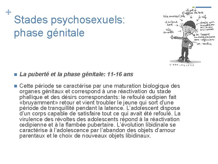 + Stades psychosexuels: phase génitale n La puberté et la phase génitale: 11 -16