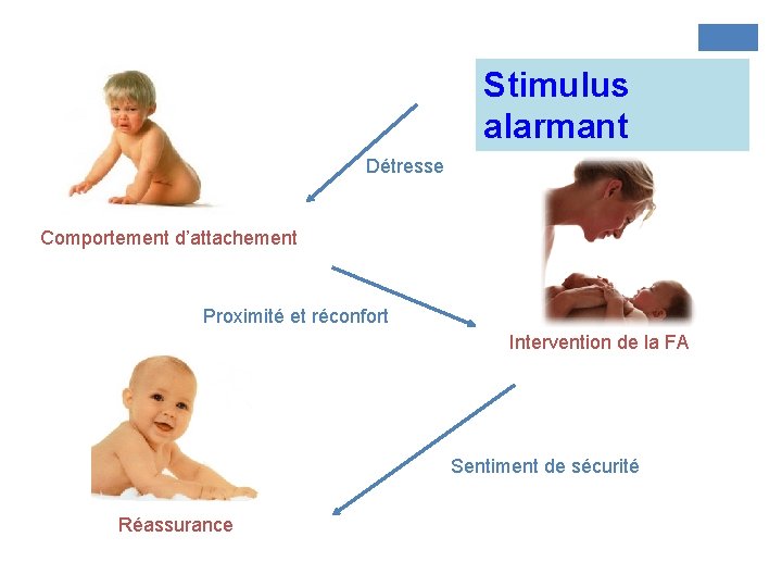 Stimulus alarmant Détresse Comportement d’attachement Proximité et réconfort Intervention de la FA Sentiment de