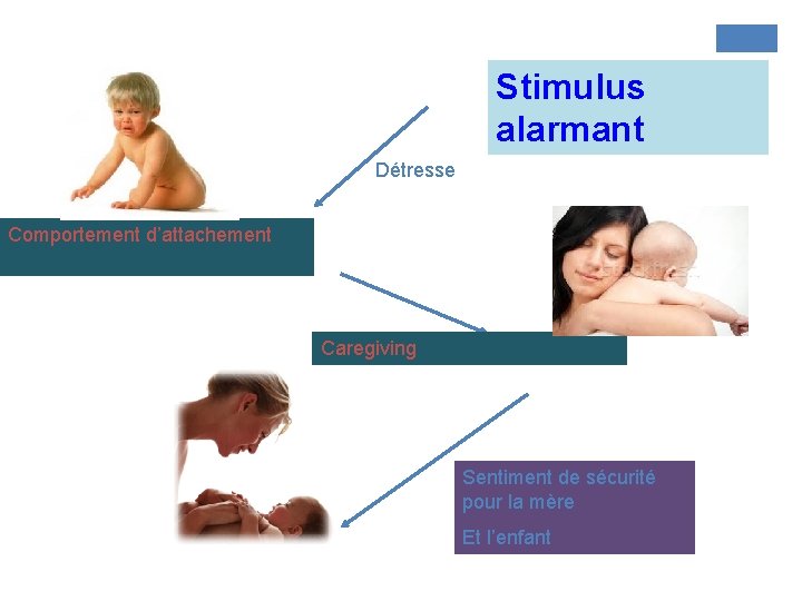 Stimulus alarmant Détresse Comportement d’attachement Caregiving Sentiment de sécurité pour la mère Et l’enfant