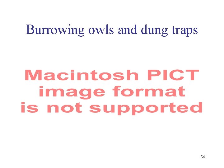 Burrowing owls and dung traps 34 