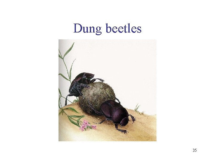 Dung beetles 35 