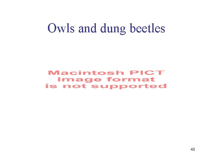 Owls and dung beetles 40 