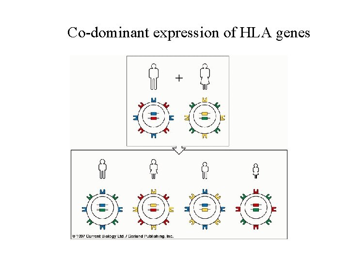 Co-dominant expression of HLA genes 