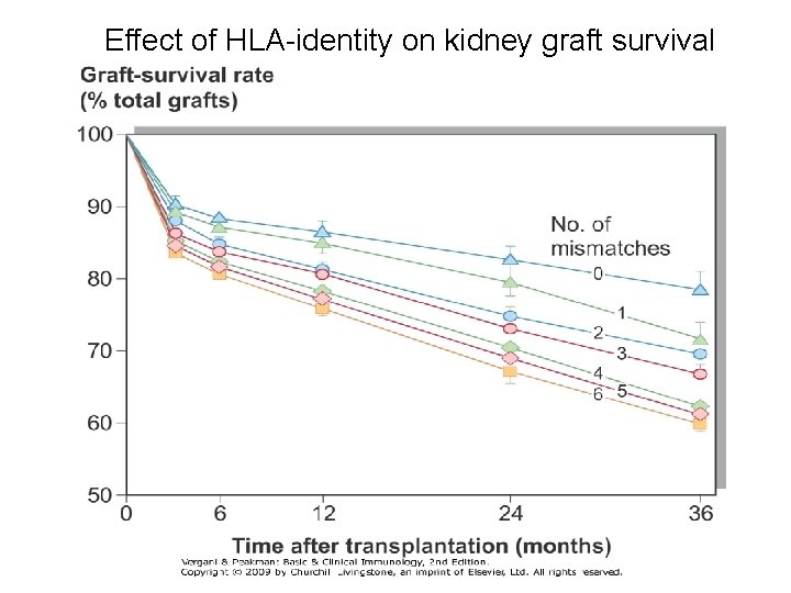 Effect of HLA-identity on kidney graft survival 