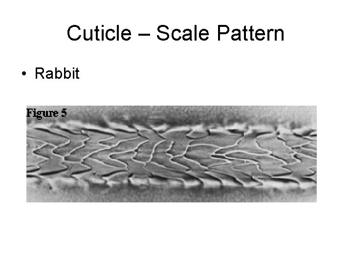 Cuticle – Scale Pattern • Rabbit 