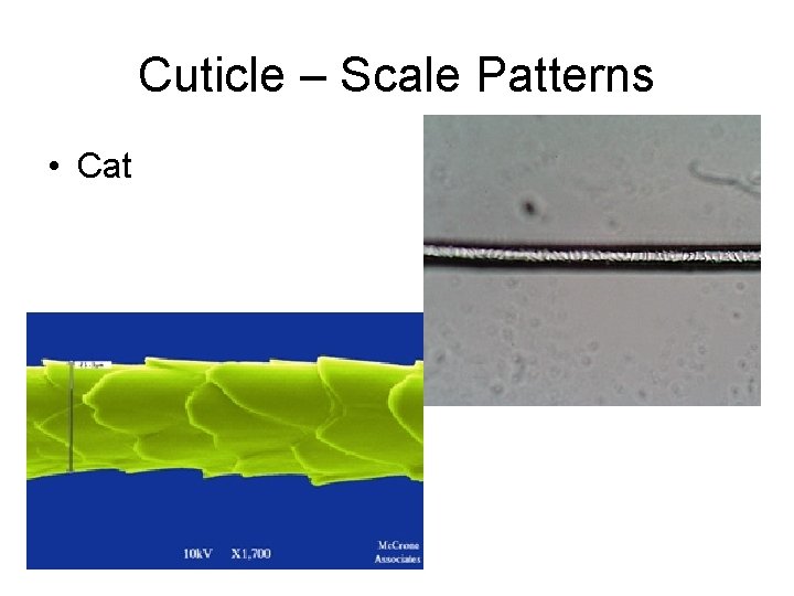 Cuticle – Scale Patterns • Cat 