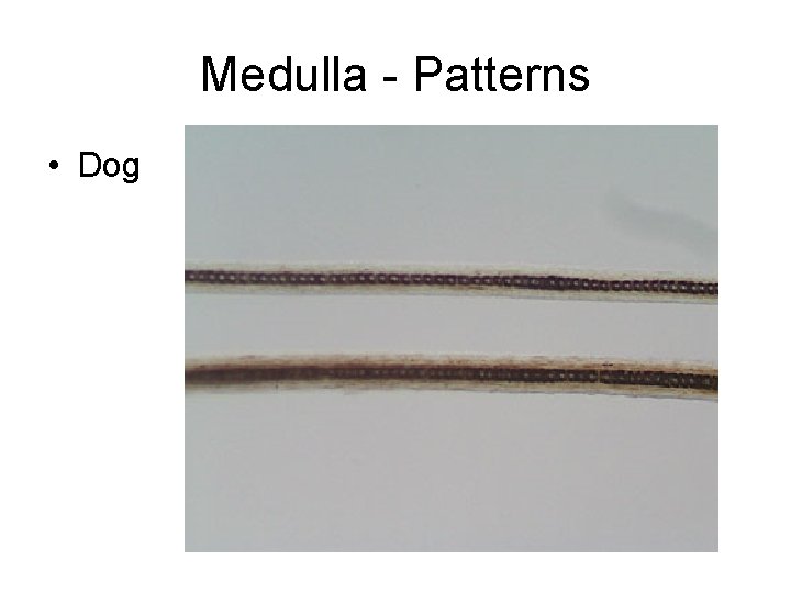 Medulla - Patterns • Dog 