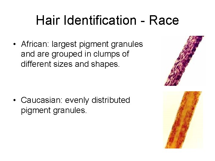 Hair Identification - Race • African: largest pigment granules and are grouped in clumps