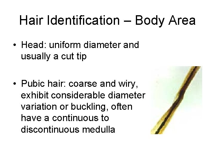 Hair Identification – Body Area • Head: uniform diameter and usually a cut tip