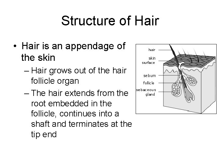 Structure of Hair • Hair is an appendage of the skin – Hair grows